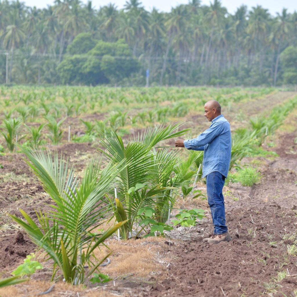 coconut palm care asset
