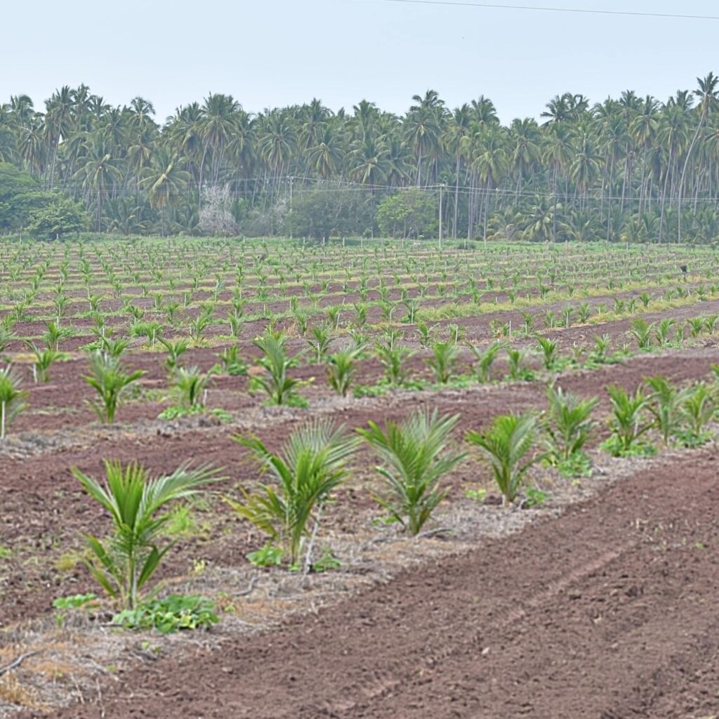coconut plantation asset