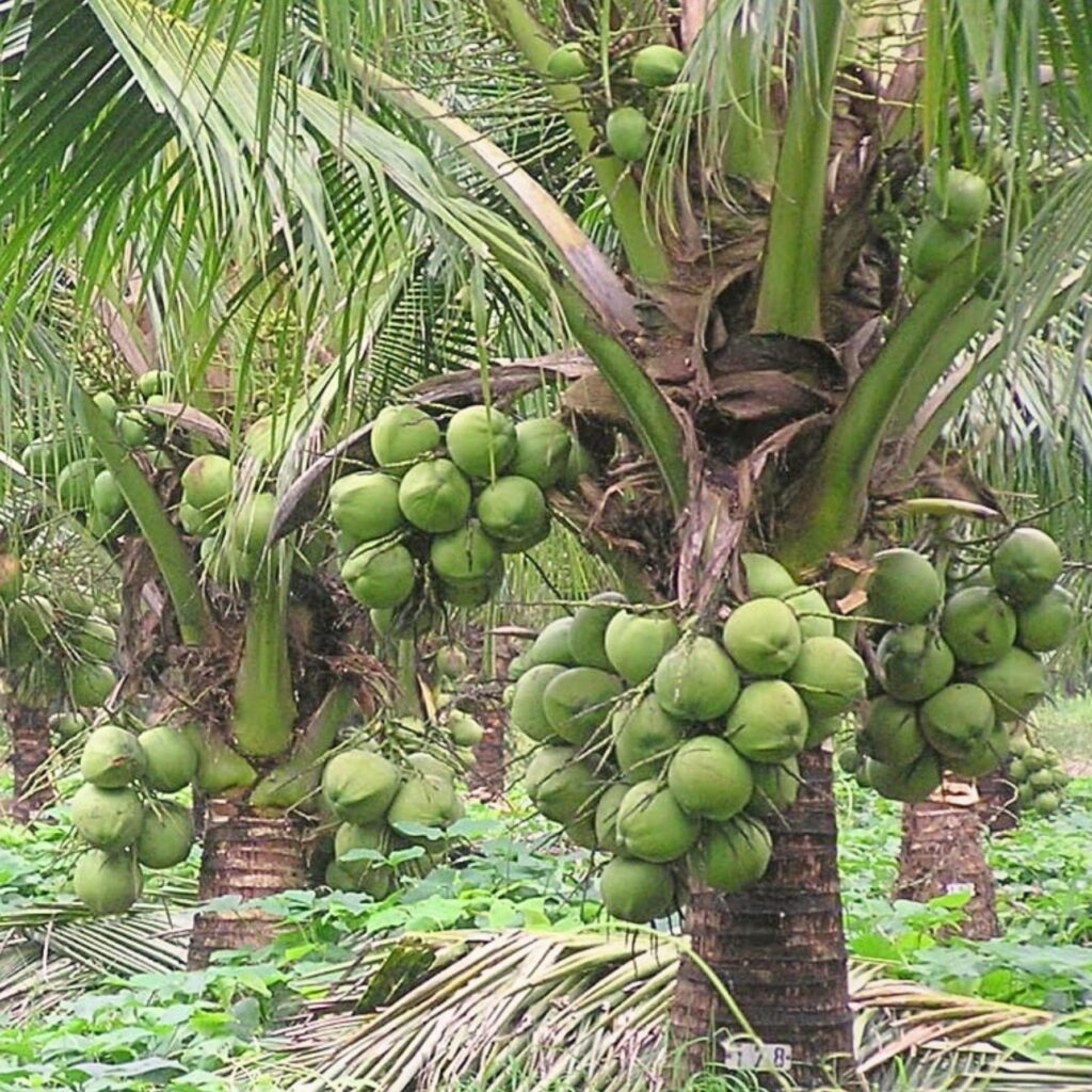 green coconut palm square 2