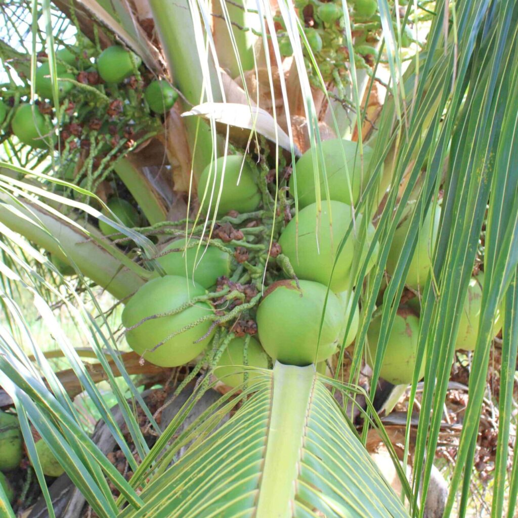 palm green coconut square